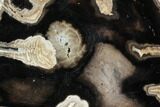 Polished Petrified Wood (Conifer) Slab - McDermitt, Oregon #102669-1